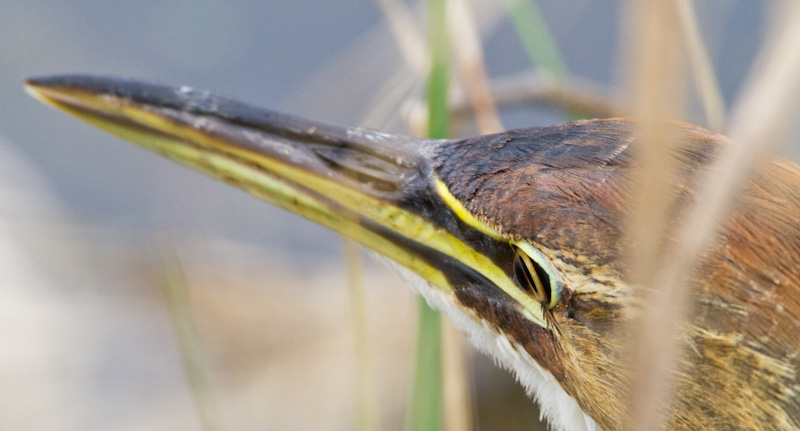 American Bittern Eye Detail